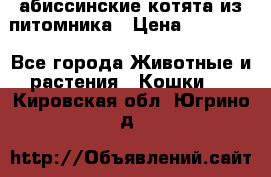 абиссинские котята из питомника › Цена ­ 15 000 - Все города Животные и растения » Кошки   . Кировская обл.,Югрино д.